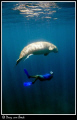 Dugong and snorkler. 
